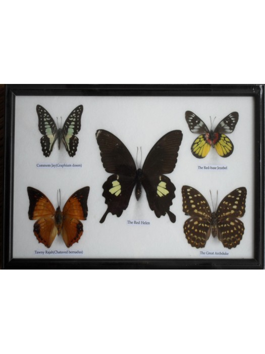 REAL 5 BEAUTIFUL BUTTERFLY Framed 