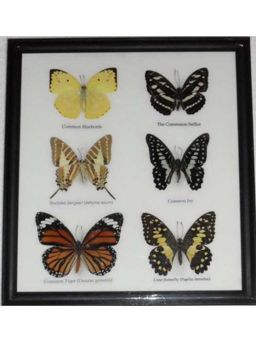 Real 6 Butterfly Taxidermy Collection in Frame