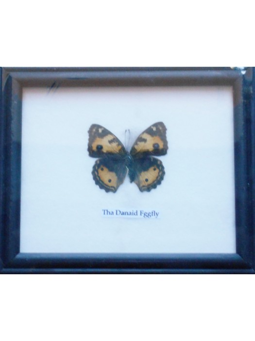 Real Single Danaid Eggfly Butterfly Taxidermy in Frame