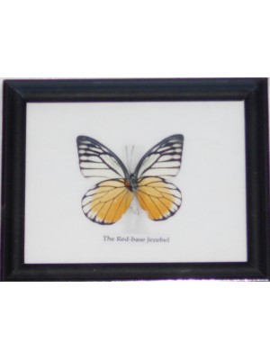 Real Single Lime butterfly Taxidermy in Frame