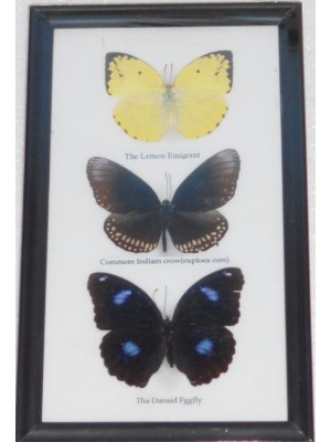 Real 3 Butterflies Wall Decor Housewares Collectible TAXIDERMY Framed