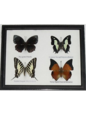REAL 4 BEAUTIFUL BUTTERFLY Taxidermy Framed 