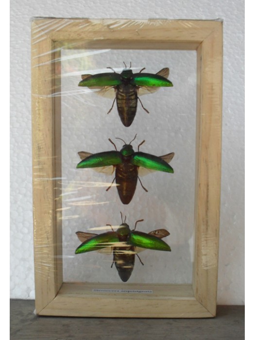 Real Insect Jewel Beetle Sternocera Aeguisignata taxidermy Double Glass in frame