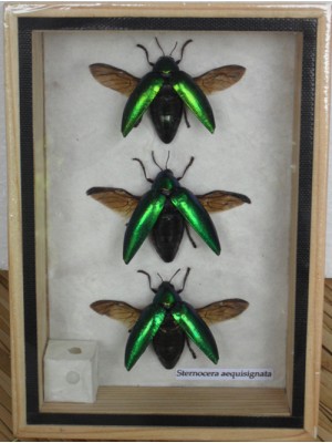 3 REAL Jewel Beetle Sternocera Aeguisignata Insect Bug taxidermy in Box