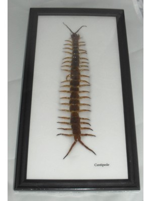 REAL CENTIPEDE Collection TAXIDERMY Framed
