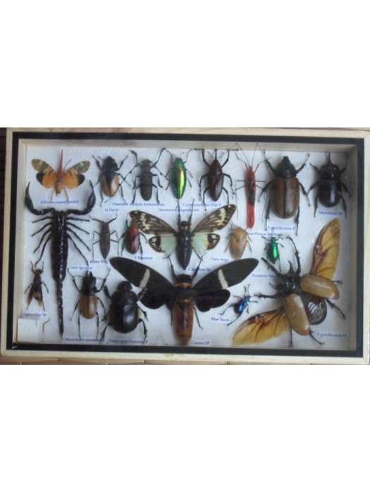 REAL Multiple INSECTS BEETLES Scorpion Cicada Collection in wooden box 