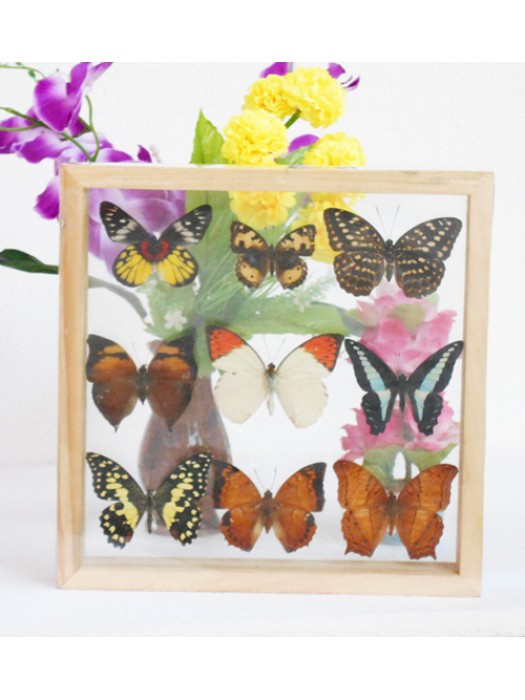 REAL mixed BUTTERFLIES Taxidermy Double Glass in Frame