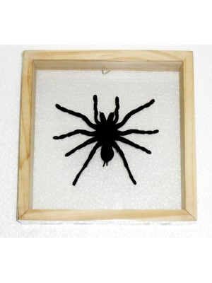 Real Spider Tarantula Insect Taxidermy Double Glass in Frame