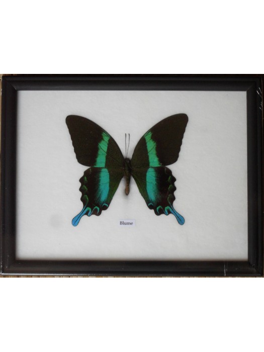 Real Single Papilio BLUMEI Butterfly Taxidermy in Frame