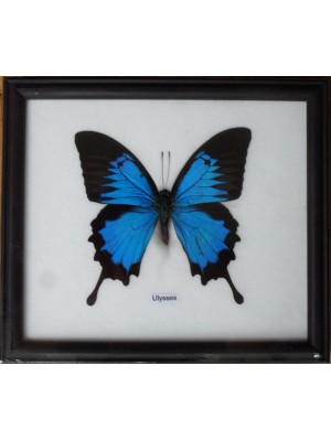 Real Single Papilio ULYSSES Butterfly Taxidermy in Frame